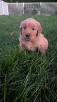 Crispy , a female Golden Retriever for sale in Leola, PA – 3 of 9