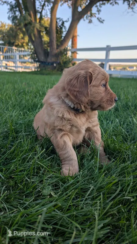 Lady – Golden Retriever puppy for sale in Leola, PA