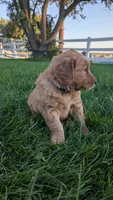 Lady, a female Golden Retriever for sale in Leola, PA – 1 of 7