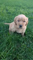 Oak, a female Golden Retriever for sale in Leola, PA – 4 of 6