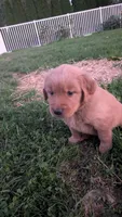 Crispy , a female Golden Retriever for sale in Leola, PA – 4 of 9