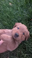 Burle, a male Golden Retriever for sale in Leola, PA – 2 of 8