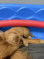 Burle, a male Golden Retriever for sale in Leola, PA – 7 of 8