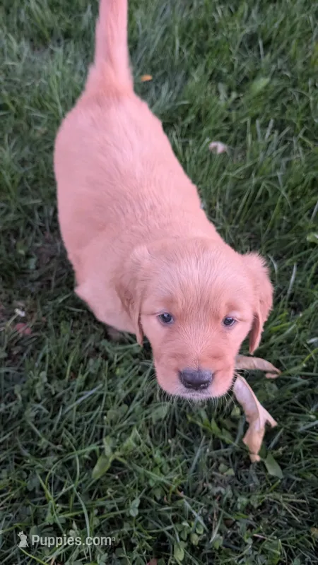 Blossom – Golden Retriever puppy for sale in Leola, PA