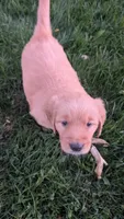 Blossom, a female Golden Retriever for sale in Leola, PA – 1 of 7
