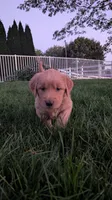 Rosie , a female Golden Retriever for sale in Leola, PA – 4 of 7