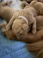 Lady, a female Golden Retriever for sale in Leola, PA – 5 of 7