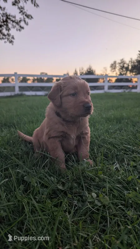 Burle – Golden Retriever puppy for sale in Leola, PA