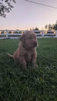 Burle, a male Golden Retriever for sale in Leola, PA – 1 of 8