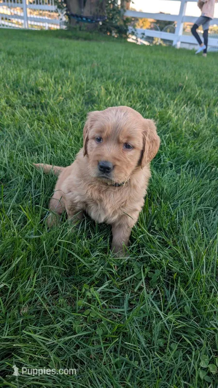 Oak – Golden Retriever puppy for sale in Leola, PA