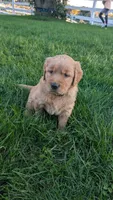 Oak, a female Golden Retriever for sale in Leola, PA – 1 of 6