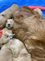 Rosie , a female Golden Retriever for sale in Leola, PA – 7 of 7