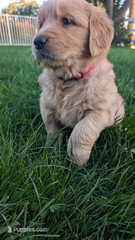 Maple – Golden Retriever puppy for sale in Leola, PA