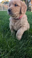 Maple, a female Golden Retriever for sale in Leola, PA – 1 of 5