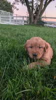 Burle, a male Golden Retriever for sale in Leola, PA – 5 of 8