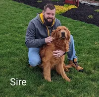 Crispy , a female Golden Retriever for sale in Leola, PA – 7 of 9
