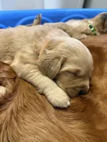 Blossom, a female Golden Retriever for sale in Leola, PA – 6 of 7