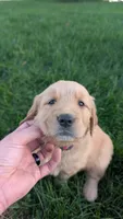 Maple, a female Golden Retriever for sale in Leola, PA – 2 of 5