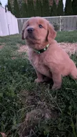 Crispy , a female Golden Retriever for sale in Leola, PA – 5 of 9