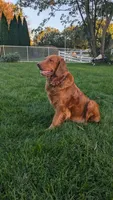 Oak, a female Golden Retriever for sale in Leola, PA – 2 of 6