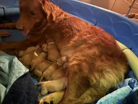 Crispy , a female Golden Retriever for sale in Leola, PA – 9 of 9
