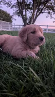 Rosie , a female Golden Retriever for sale in Leola, PA – 1 of 7