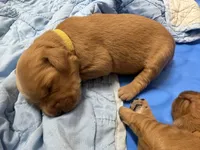Oak, a female Golden Retriever for sale in Leola, PA – 5 of 6