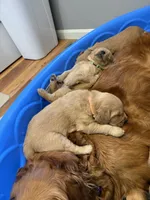 Blossom, a female Golden Retriever for sale in Leola, PA – 7 of 7