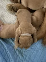 Lady, a female Golden Retriever for sale in Leola, PA – 6 of 7