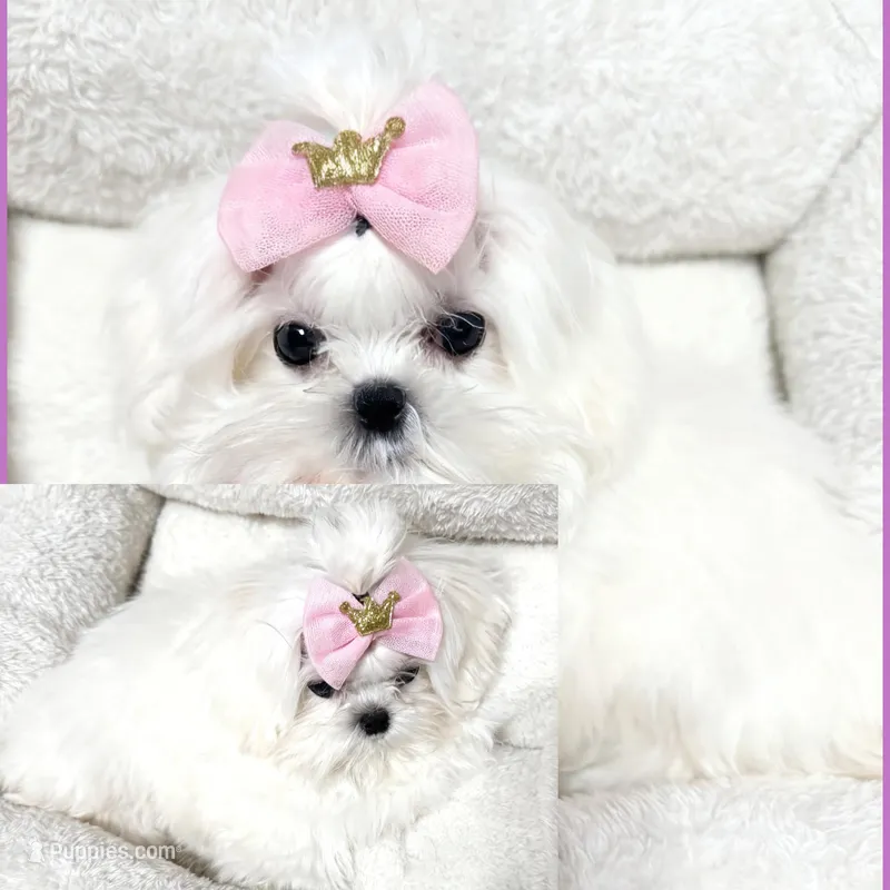 Maya – Maltese puppy for sale in Decatur, GA
