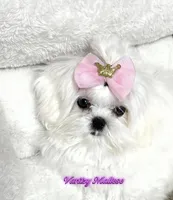Maya, a female Maltese for sale in Decatur, GA – 2 of 2