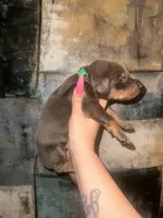 Hulk (GREEN Collar), a male Doberman Pinscher for sale in Spring, TX – 4 of 5