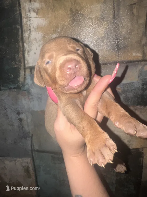 Loki (Lime green) – Doberman Pinscher puppy for sale in Spring, TX