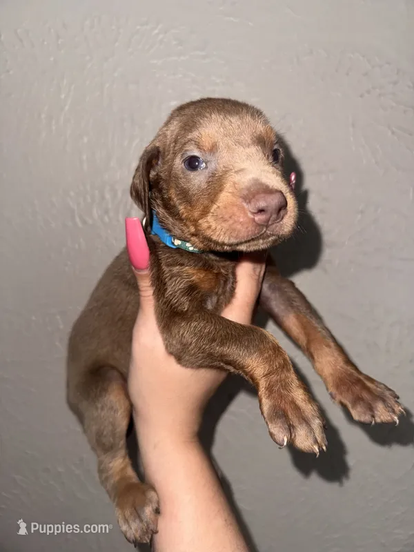 Titus – Doberman Pinscher puppy for sale in Spring, TX