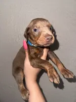 Titus, a  Doberman Pinscher for sale in Spring, TX – 1 of 7