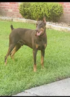 Sky (RED COLLAR), a female Doberman Pinscher for sale in Spring, TX – 3 of 5