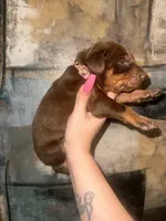 Persia (Light Pink), a female Doberman Pinscher for sale in Spring, TX – 4 of 4