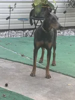 Titus, a  Doberman Pinscher for sale in Spring, TX – 4 of 7