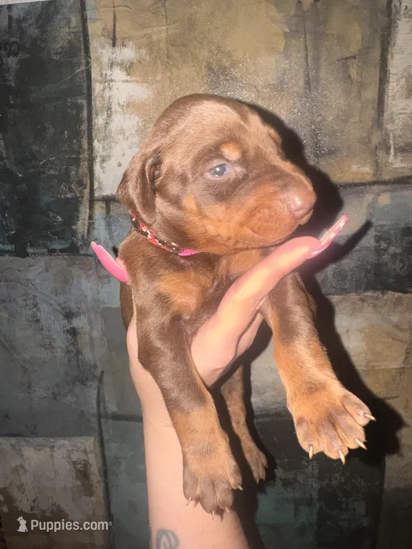 Rose (Hot Pink) – Doberman Pinscher puppy for sale in Spring, TX