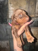 Rose (Hot Pink), a female Doberman Pinscher for sale in Spring, TX – 1 of 5