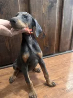 Sky (RED COLLAR), a female Doberman Pinscher for sale in Spring, TX – 7 of 7