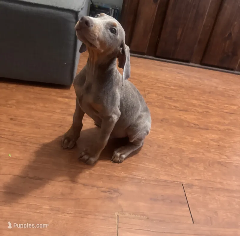 Titus – Doberman Pinscher puppy for sale in Spring, TX