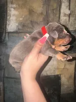 Sky (RED COLLAR), a female Doberman Pinscher for sale in Spring, TX – 4 of 5
