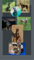 Titus, a  Doberman Pinscher for sale in Spring, TX – 3 of 7