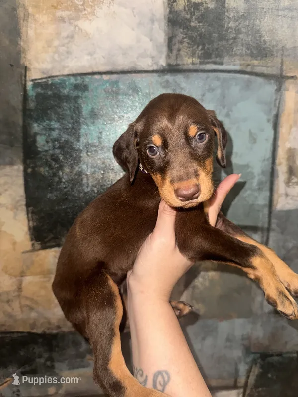 Lily (Purple ) – Doberman Pinscher puppy for sale in Spring, TX