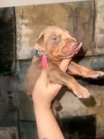 Titus, a  Doberman Pinscher for sale in Spring, TX – 6 of 7