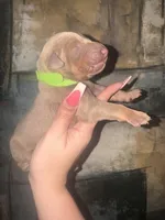 Loki (Lime green), a male Doberman Pinscher for sale in Spring, TX – 4 of 5