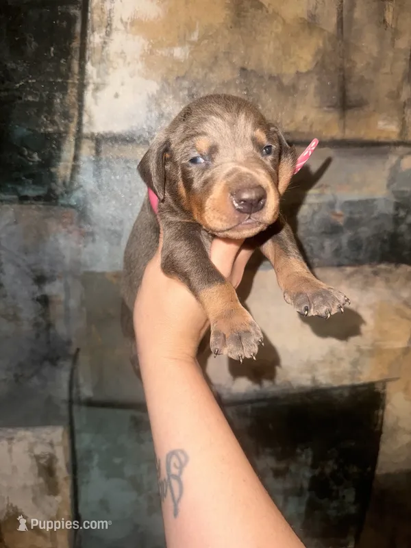 Hulk (GREEN Collar) – Doberman Pinscher puppy for sale in Spring, TX