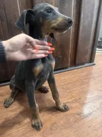 Sky (RED COLLAR), a female Doberman Pinscher for sale in Spring, TX – 1 of 7