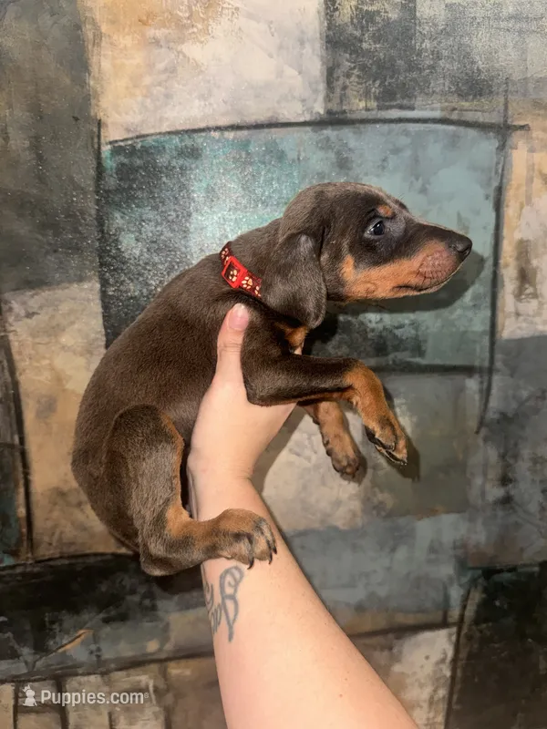 Sky (RED COLLAR) – Doberman Pinscher puppy on hold in Spring, TX